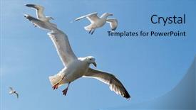  Presentation with sardines school in blue sea - Presentation theme with larus sea gull in blue background and a  colored foreground