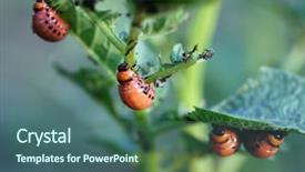  Presentation with agriculture pest - Theme having larva leptinotarsa decemlineata - agriculture pest background and a ocean colored foreground