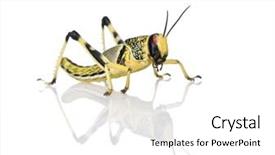  Presentation with larva - Amazing theme having larva of desert locust schistocerca gregaria standing against white background studio shot backdrop and a white colored foreground