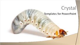  Presentation with larva - Slide set enhanced with larva-of-flamboyant-flower-beetle background and a white colored foreground