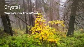  Presentation with forest morning - Presentation theme enhanced with late-autumn-landscapes-misty-forest background and a violet colored foreground