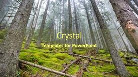  Presentation with forest morning - Amazing PPT theme having late-autumn-landscapes-misty-forest backdrop and a tawny brown colored foreground