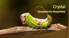  Presentation with caterpillar - Beautiful presentation featuring late instar caterpillar of black backdrop and a tawny brown colored foreground