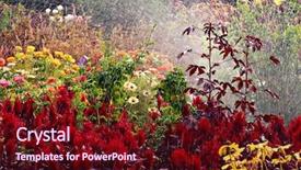  Presentation with late - Cool new presentation theme with late summer flower garden backdrop and a wine colored foreground