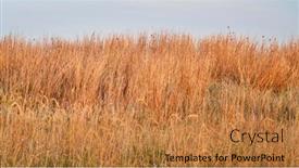  Presentation with late - Presentation design featuring late-summer-grass background and a gold colored foreground