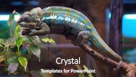  Presentation with branch - Amazing theme having latent - chameleon sitting on branch backdrop and a tawny brown colored foreground