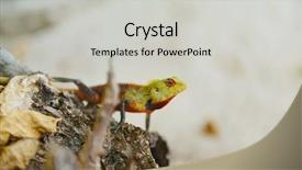  Presentation with animal nature - PPT layouts with latent - tropical chameleon wild life animal background and a light gray colored foreground