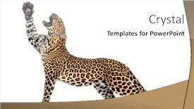  Presentation with upwards - PPT theme featuring lateral-view-of-a-leopard background and a white colored foreground