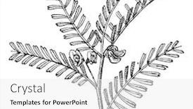  Presentation with dictionary - Cool new PPT layouts with chickling pea vintage engrave backdrop and a white colored foreground