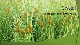  Presentation with quail bird common - Beautiful slide set featuring latifolia common bulrush broadleaf cattail backdrop and a yellow colored foreground