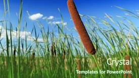  Presentation with common cold cough contagious virus - PPT layouts enhanced with latifolia common bulrush broadleaf cattail background and a tawny brown colored foreground