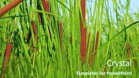  Presentation with common cold cough - Beautiful PPT layouts featuring latifolia common bulrush broadleaf cattail backdrop and a tawny brown colored foreground