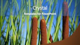  Presentation with common cold cough contagious virus - Presentation design having latifolia common bulrush broadleaf cattail background and a teal colored foreground