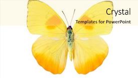  Presentation with sulphur - Colorful PPT theme enhanced with latin orange-barred sulphur backdrop and a blonde colored foreground