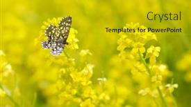  Presentation with moth - PPT theme featuring latticed-heath-moth-chiasmia-clathrata background and a  colored foreground