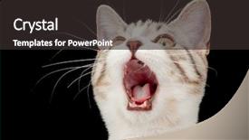  Presentation with kitten - Beautiful theme featuring laughing cat - screaming little tabby kitten isolated backdrop and a dark gray colored foreground