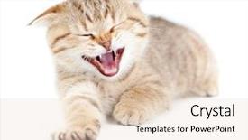  Presentation with kitten - Cool new theme with laughing cat - yawning striped scottish kitten lying backdrop and a lemonade colored foreground