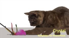  Presentation with hello kitty cute little kitten - Slides with laughing cat - young british shorthair kitten playing background and a  colored foreground