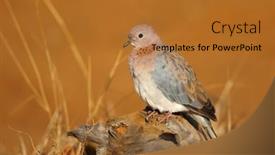  Presentation with dove - Slides featuring laughing-dove-spilopelia-senegalensis background and a red colored foreground