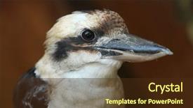  Presentation with life - Colorful presentation design enhanced with laughing kookaburra dacelo novaeguineae wild backdrop and a tawny brown colored foreground