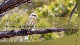  Presentation with australia - Theme enhanced with laughing-kookaburra-dacelo-novaeguineae background and a yellow colored foreground