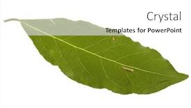  Presentation with environmental leaf - Beautiful presentation theme featuring laurel-bay-aromatic-leaf backdrop and a  colored foreground