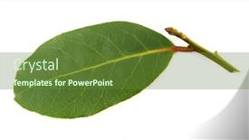  Presentation with leaves - Audience pleasing presentation theme consisting of laurel-bay-fresh-leaves backdrop and a tawny brown colored foreground