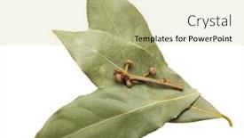  Presentation with herb - Beautiful PPT layouts featuring laurel leaves spice herb isolated on white background backdrop and a soft green colored foreground