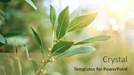  Presentation with organic cooking - Theme with laurel-plant-growing background and a yellow colored foreground