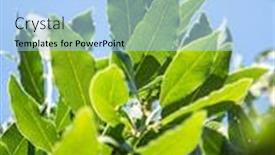  Presentation with sky blue - Beautiful presentation design featuring laurel-shrub-or-bay-tree backdrop and a light blue colored foreground