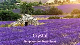  Presentation with farm house - Cool new PPT theme with lavande - beautiful landscape of blooming lavender backdrop and a  colored foreground