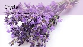  Presentation with lavender - Slide set enhanced with lavande - bunch of lavender background and a light blue colored foreground