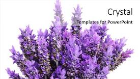  Presentation with lavender flowers - PPT layouts consisting of new earthwork graders buckets closeup construction machines background and a light blue colored foreground