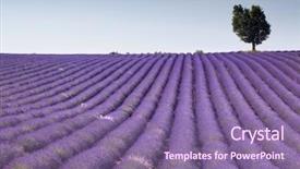  Presentation with floral border lavender flowers - Audience pleasing theme consisting of lavande - endless rows of scented flowers backdrop and a violet colored foreground
