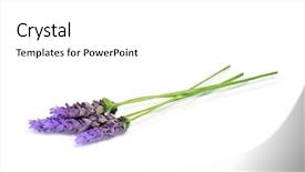  Presentation with lavender flowers - PPT layouts with lavande - lavender flowers isolated background and a white colored foreground