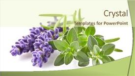  Presentation with thyme - Colorful presentation theme enhanced with lavande - lavender with thyme spices backdrop and a soft green colored foreground