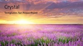  Presentation with lavender - Slide deck consisting of lavande - meadow of lavender nature composition background and a coral colored foreground