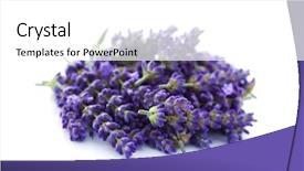  Presentation with lavender flowers - Theme with lavande - pile of lavender flowers background and a white colored foreground