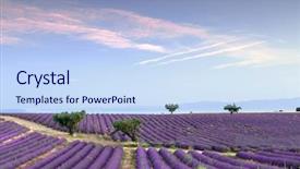  Presentation with lavender flowers - Audience pleasing theme consisting of lavande - trees in the rows backdrop and a sky blue colored foreground