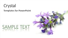  Presentation with lavander - Cool new presentation theme with lavander - beautiful levandula on white background backdrop and a white colored foreground