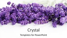  Presentation with white flowers - Theme with lavander - bunch of lavande on white background and a white colored foreground