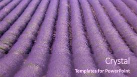  Presentation with lavender flowers border - PPT layouts featuring lavander - endless rows of scented flowers background and a violet colored foreground