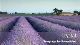  Presentation with lavender flowers - Audience pleasing presentation theme consisting of lavander - farm and rows of scented backdrop and a coral colored foreground