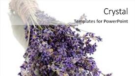  Presentation with lavender flowers - Presentation theme having lavander - lavender flowers isolated on white background and a white colored foreground