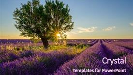  Presentation with lavender - Amazing presentation theme having lavander - tree in lavender field backdrop and a wine colored foreground
