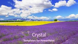  Presentation with france - Amazing slide deck having lavander - violet fields of blooming lavande backdrop and a violet colored foreground
