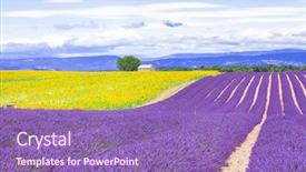  Presentation with lavander - Presentation design featuring lavander - violet fields of blooming lavender background and a violet colored foreground