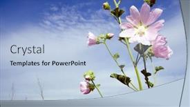  Presentation with blue flower - Beautiful slide set featuring lavatera-thuringiaca-flower-at-field backdrop and a light blue colored foreground