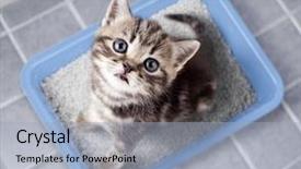  Presentation with cat - Colorful slides enhanced with lavatory - cat top view sitting backdrop and a light blue colored foreground