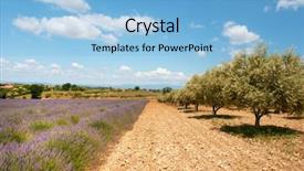  Presentation with olive trees - Slide deck having lavender and olive trees in the fields in the french provence at the valensole plateau background and a light blue colored foreground